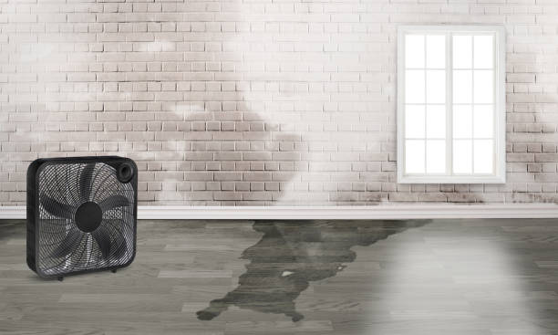 Best Carpet water damage restoration  in Alamo, CA
